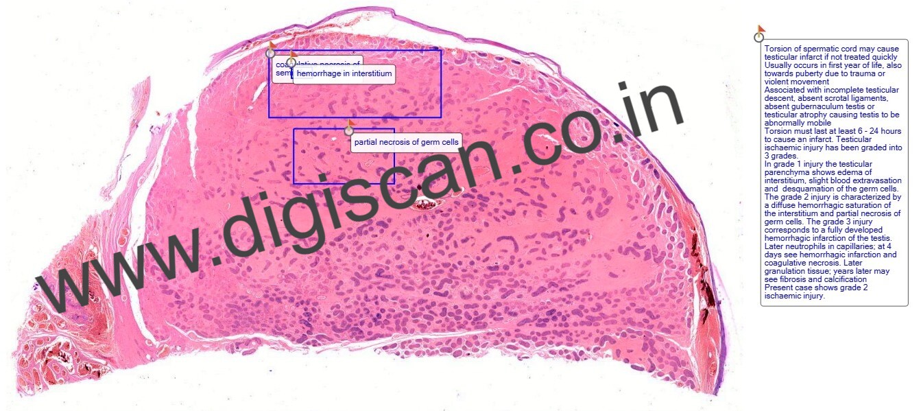 Complete Histopathology Digital Slides Set (System-Wise & Organ-Based Collection)